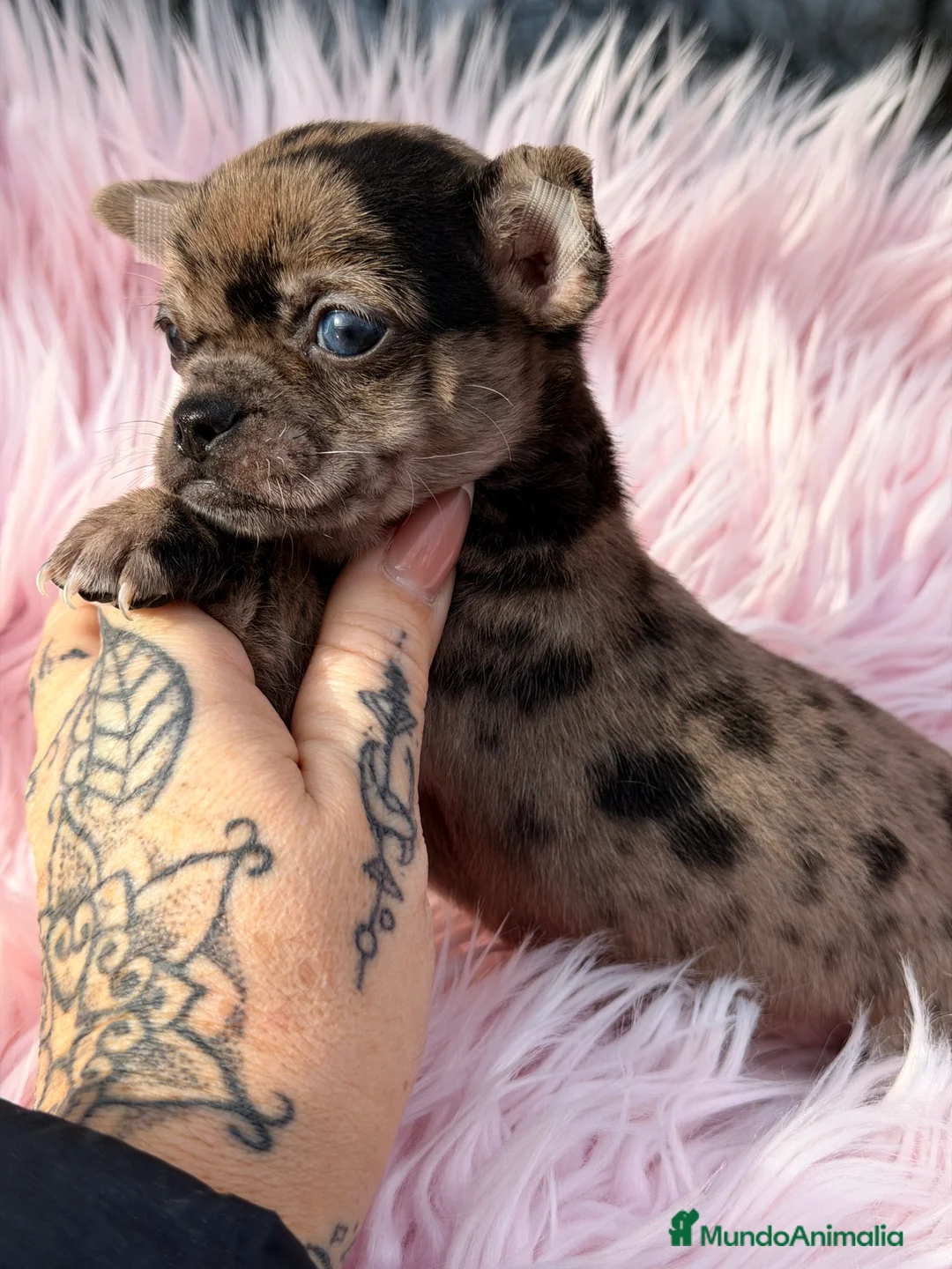 Chihuahua perros en venta: Chihuahua Merle ojo azul  - Anuncio 2