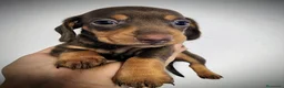 Teckel perros en venta: Teckel kanichen precio real - Anuncio 16