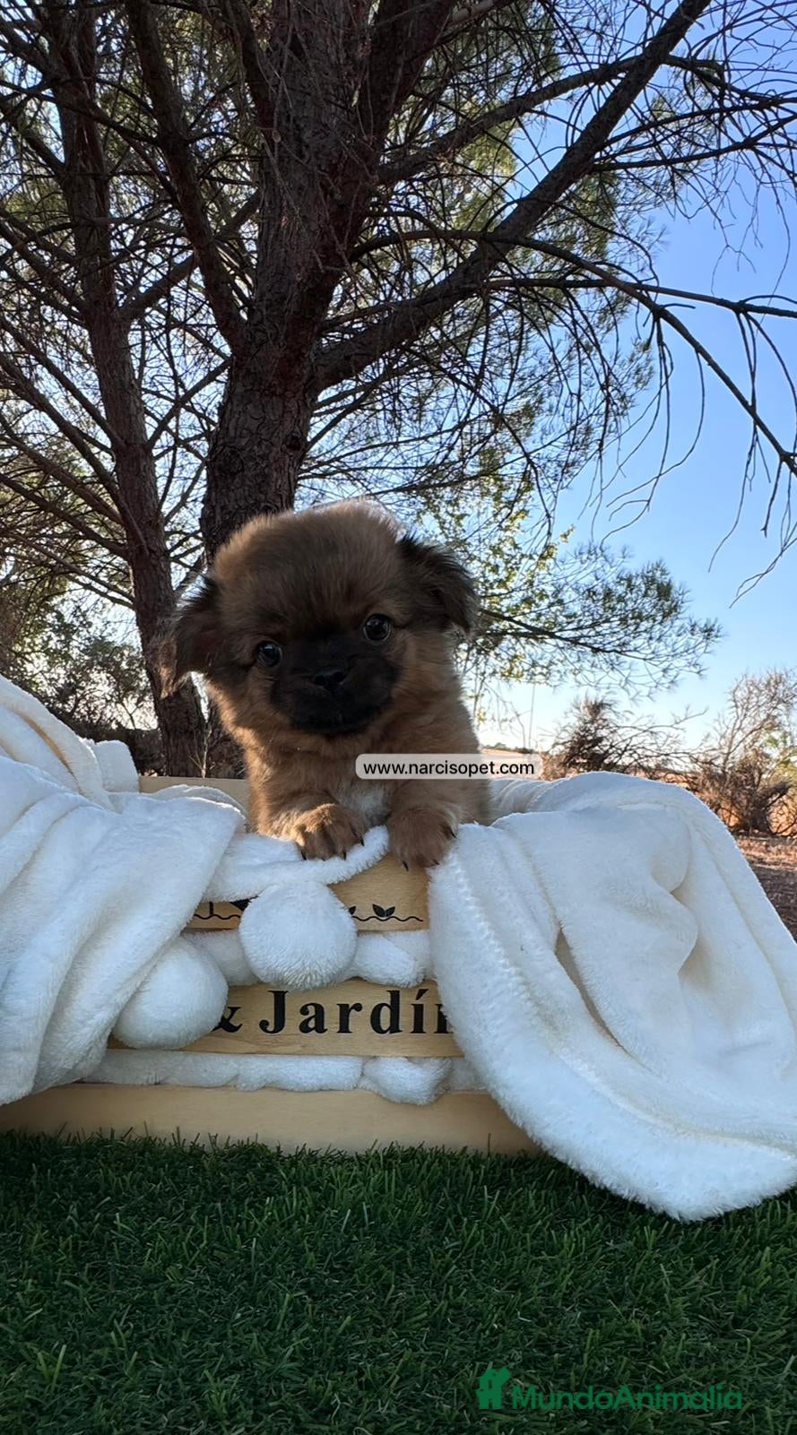 Chihuahua perros CHIHUAHUA PELO LARGO TOY - Anuncio 2