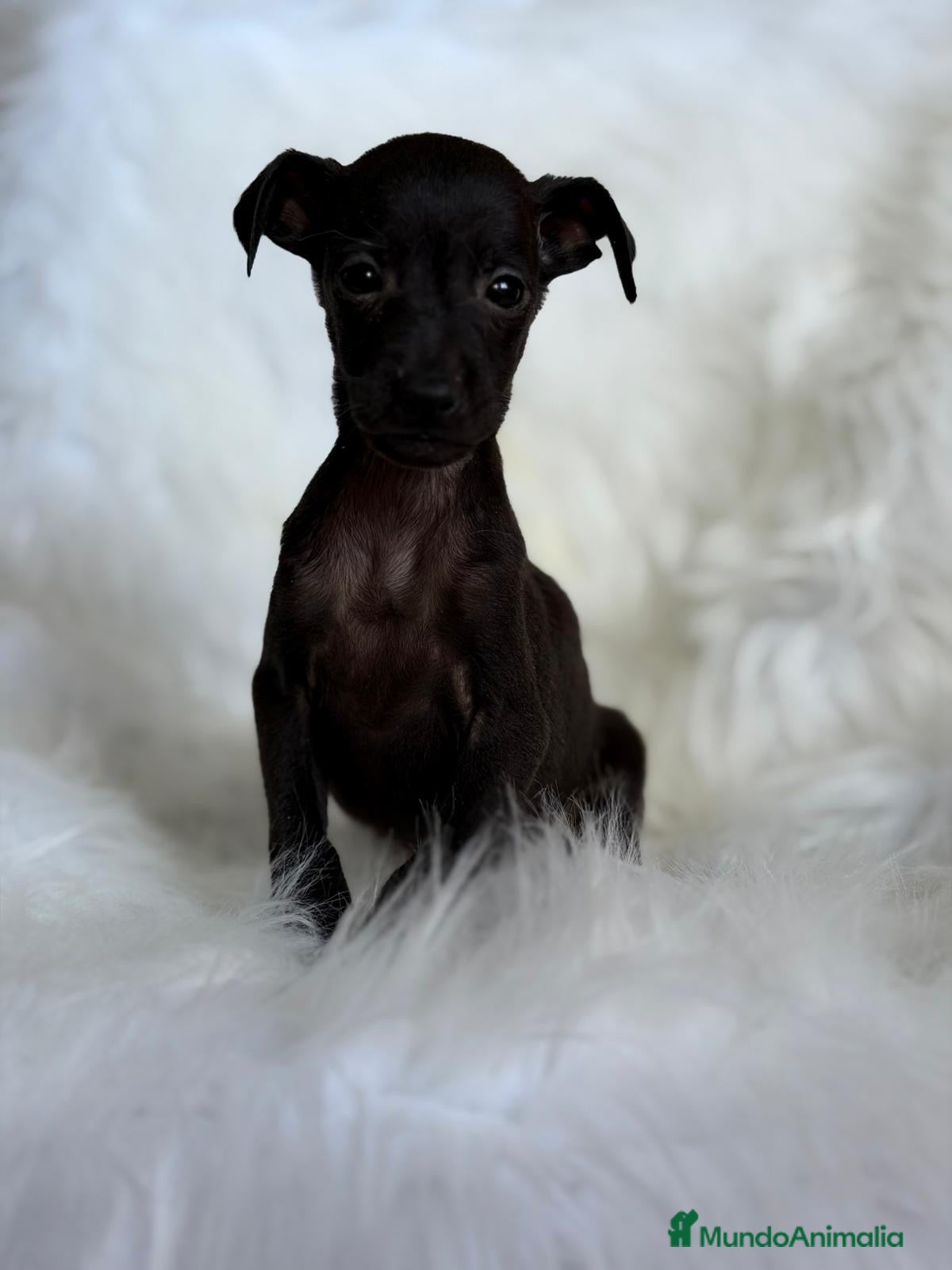 Pequeño Lebrel Italiano perros PEQUEÑO LEBREL (PICCOLO) NEGRITOS - Anuncio 3