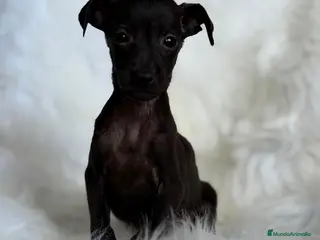 Pequeño Lebrel Italiano perros PEQUEÑO LEBREL (PICCOLO) NEGRITOS - Anuncio 3