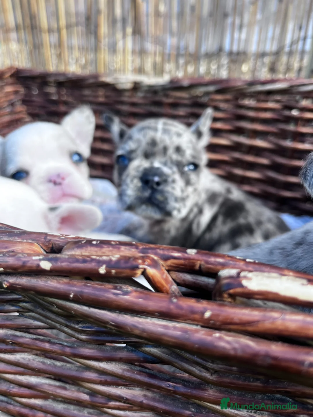 Bulldog Francés perros en venta: “No todos los bulldog francés MERLE son iguales - Anuncio 9