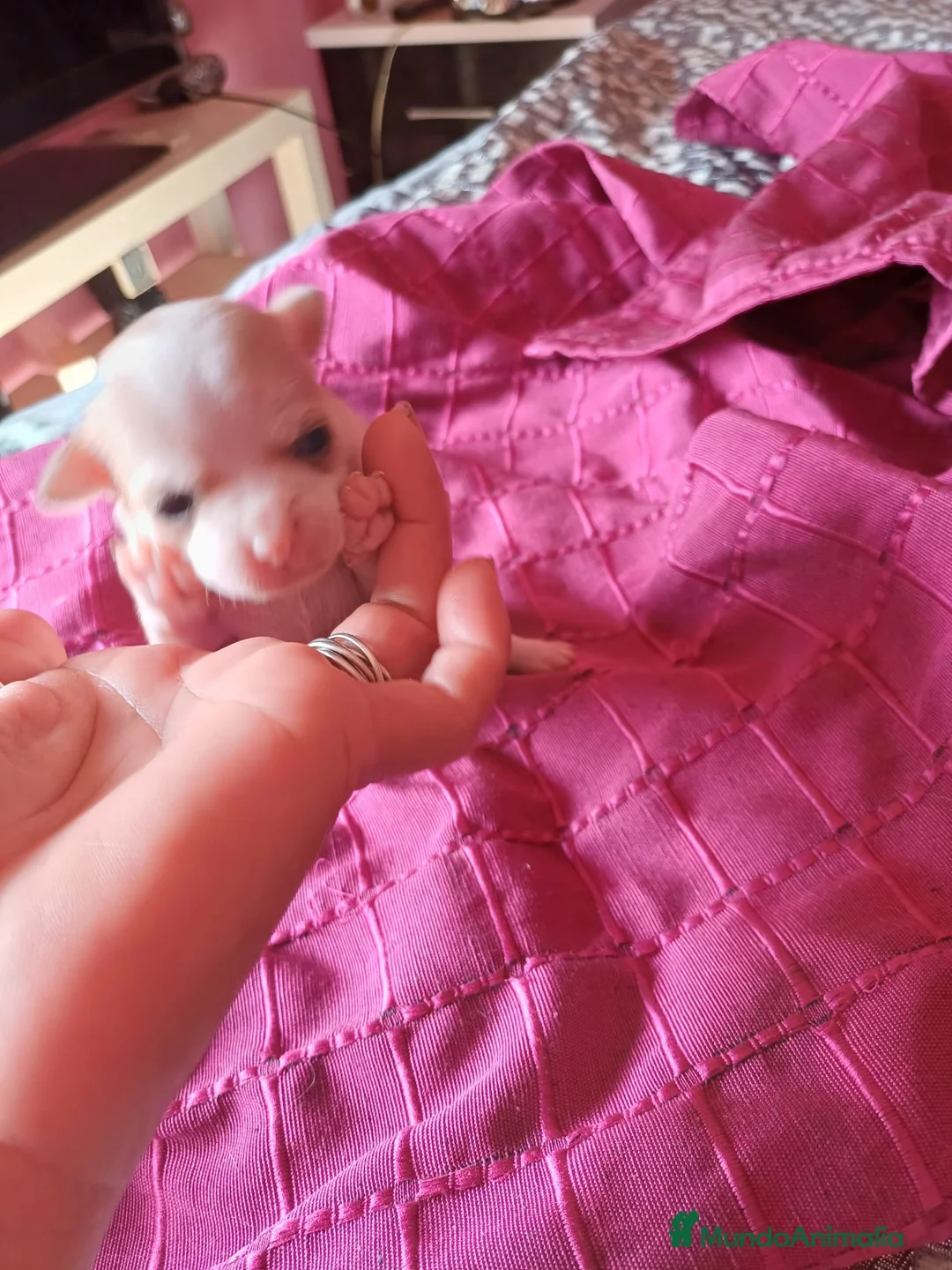 Chihuahua perros en venta: Macho de Chihuahua canela y blanco🩵🐾 - Anuncio 1