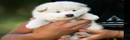 Shiba Inu perros en venta: 🤍 PRECIOSOS SHIBA INU ✨ en Alicante - Anuncio 5