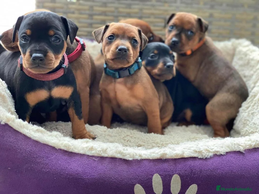 Pinscher Miniatura perros en venta: PINSCHER MADRID !!! - Anuncio 4