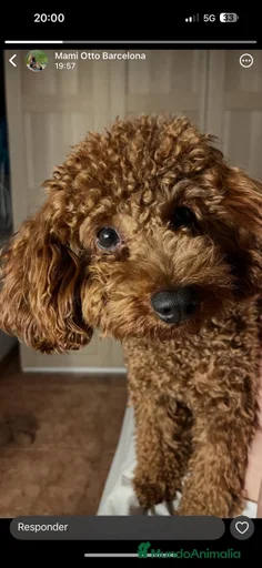 Imagen de galería {{count}}