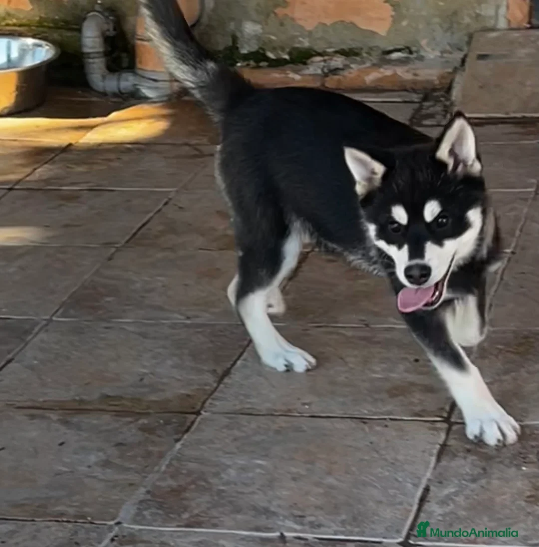 Pomsky perros en venta: Pomsky miniatura multigeneracional  - Anuncio 24