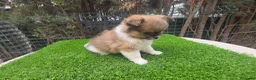 Pekinés perros en venta: Pekines tricolor  - Anuncio 2
