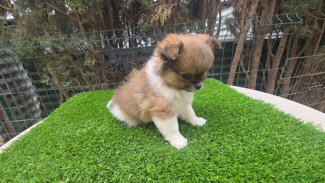 Pekinés perros en venta: Pekines tricolor  - Anuncio 2
