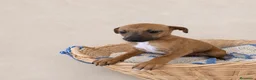 Whippet perros en venta: CAHORRITAS DE WHIPPET - Anuncio 3