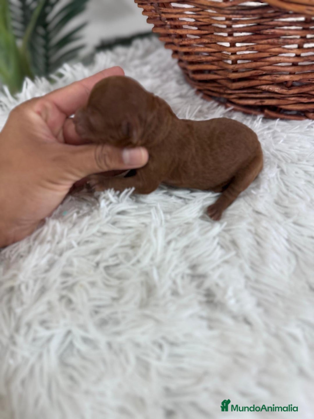 Caniche Toy perros en venta: CANICHE ROJO - Anuncio 8