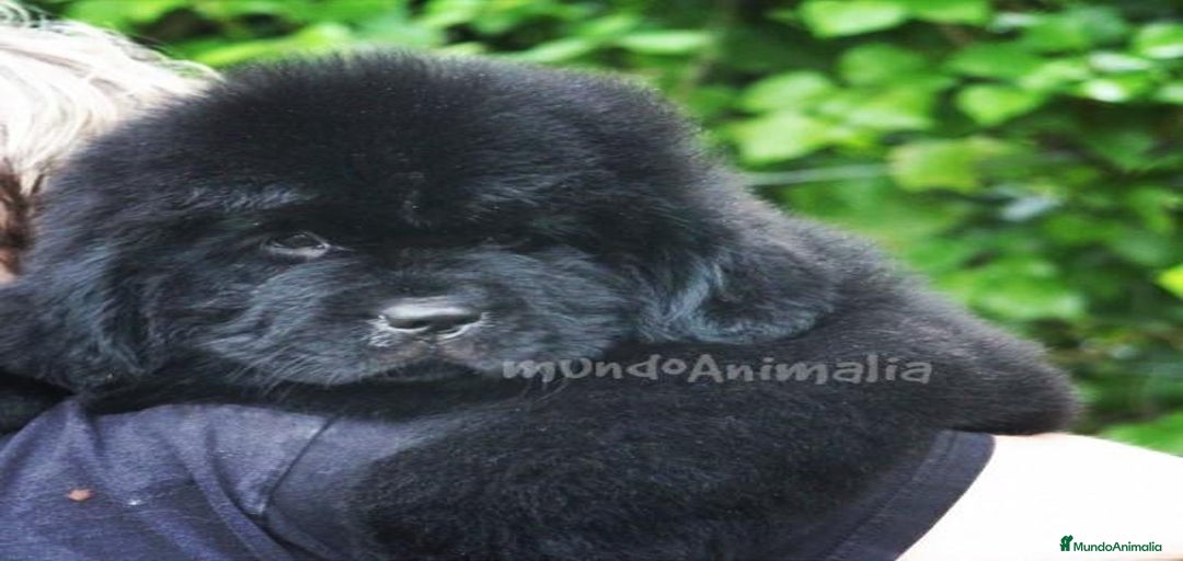 Imagen de galería {{count}}