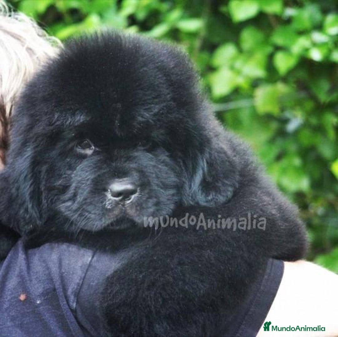 Imagen de galería {{count}}