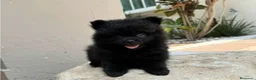 Pomerania perros en venta: Pomerania mini - Anuncio 3