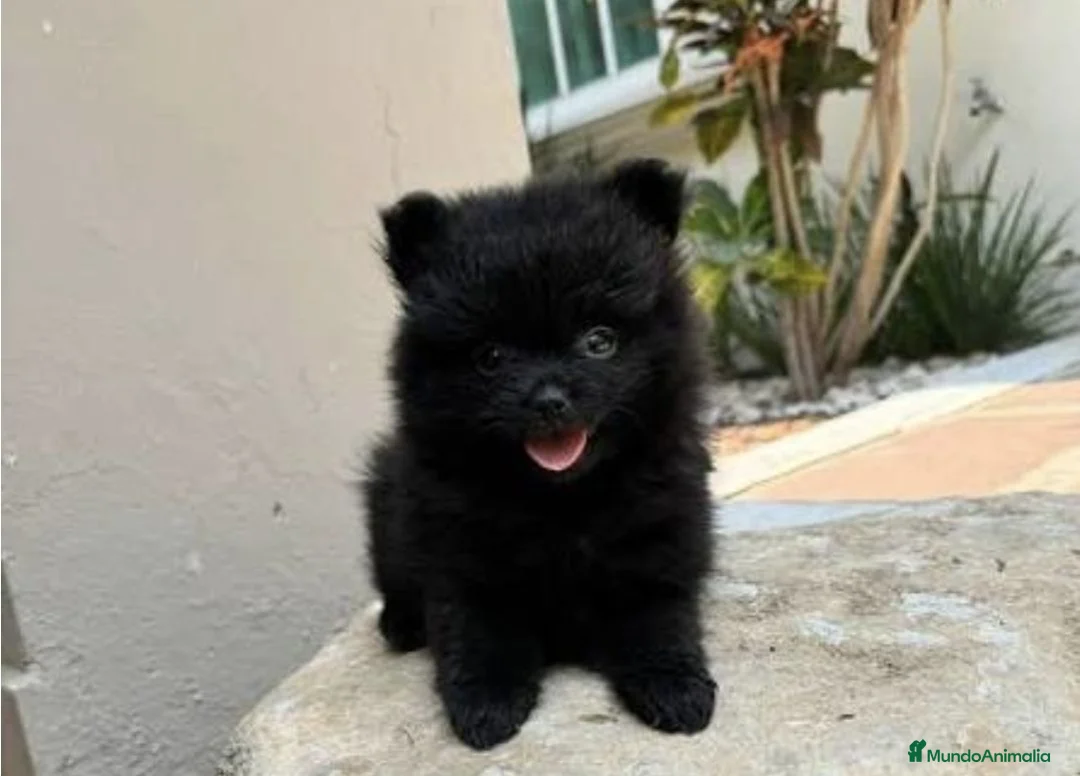 Pomerania perros en venta: Pomerania mini - Anuncio 3