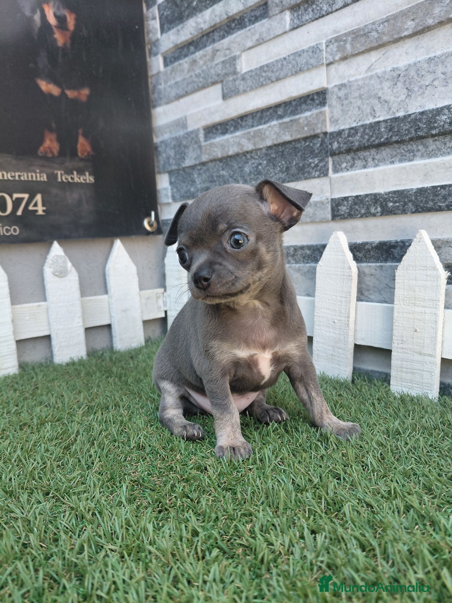 Chihuahua perros CHIHUAHUA LINEA RUSA - Anuncio 1