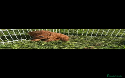 Caniche Toy perros en venta: Preciosas hembras de caniche toy - Imagen 3