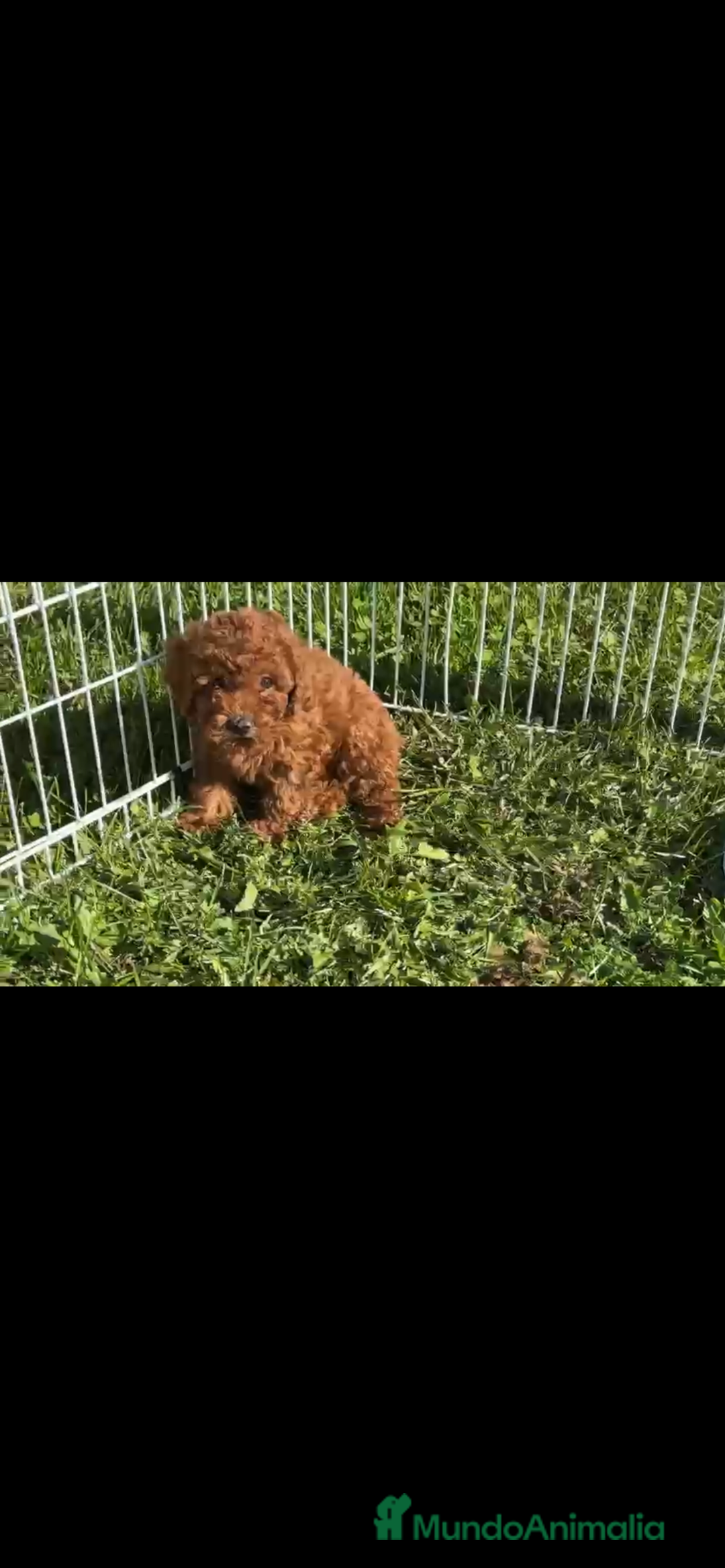 Caniche Toy perros en venta: Preciosas hembras de caniche toy - Imagen 3