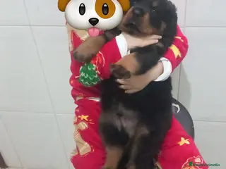 Rottweiler perros Último macho de rotweiller disponible - Anuncio 1