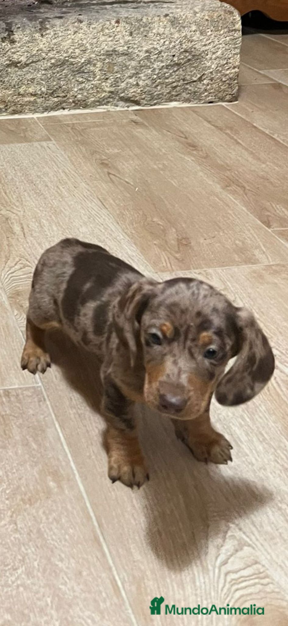 Teckel Miniatura perros Teckel Mini arlequín  - Anuncio 2