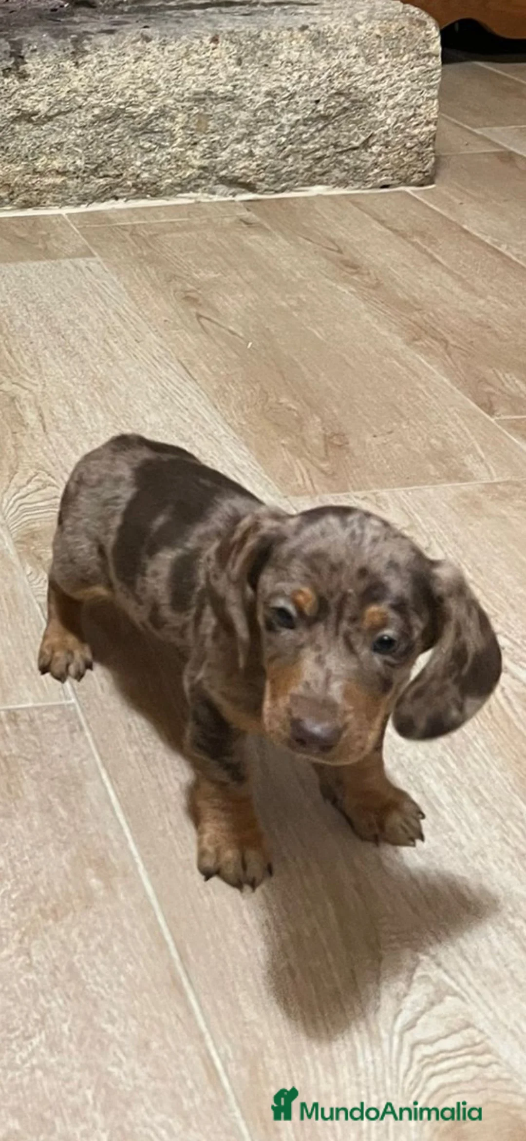 Teckel Miniatura perros en venta: Teckel Mini arlequín  - Anuncio 1