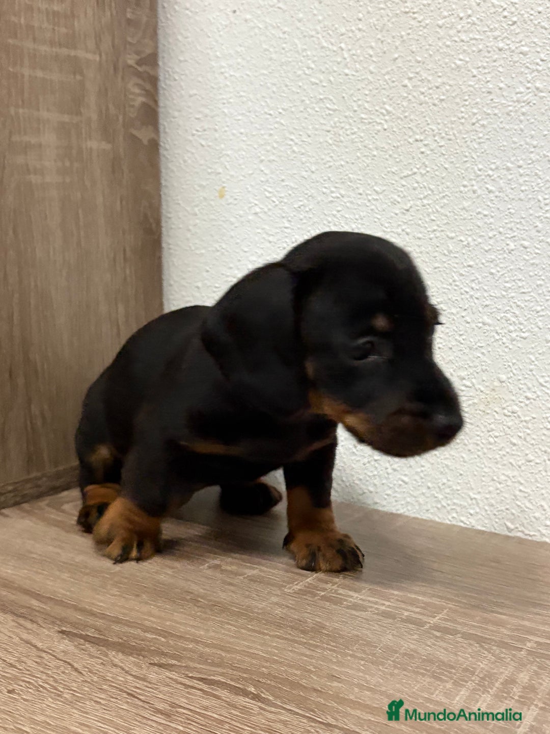 Teckel perros en venta: Cachorro teckel pelo fino - Anuncio 6