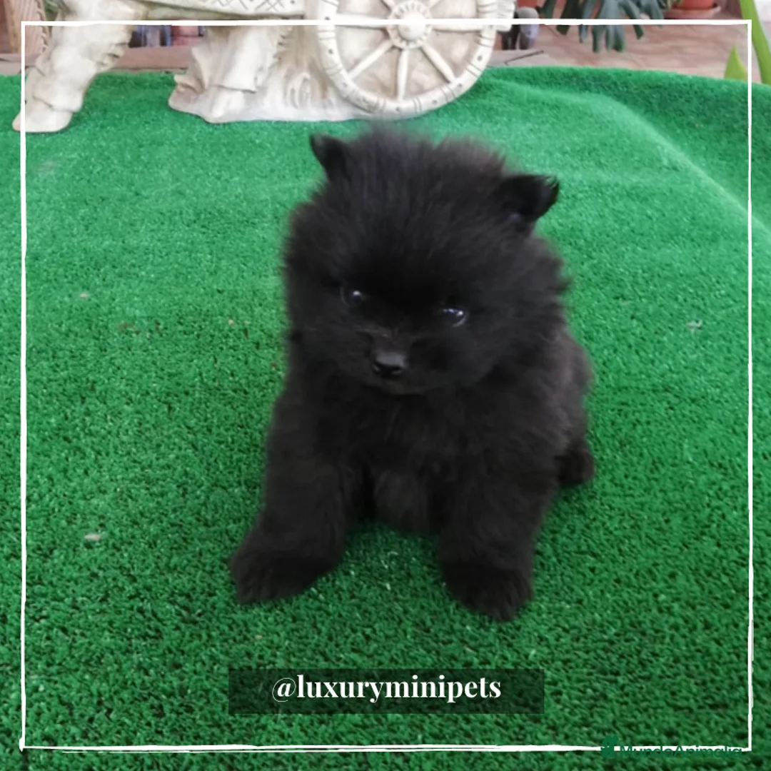 Pomerania perros en venta: Camada de adorables Lulú de Pomerania en Madrid - Anuncio 8