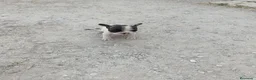 Bulldog Francés perros en venta: Bulldog francés  - Anuncio 1