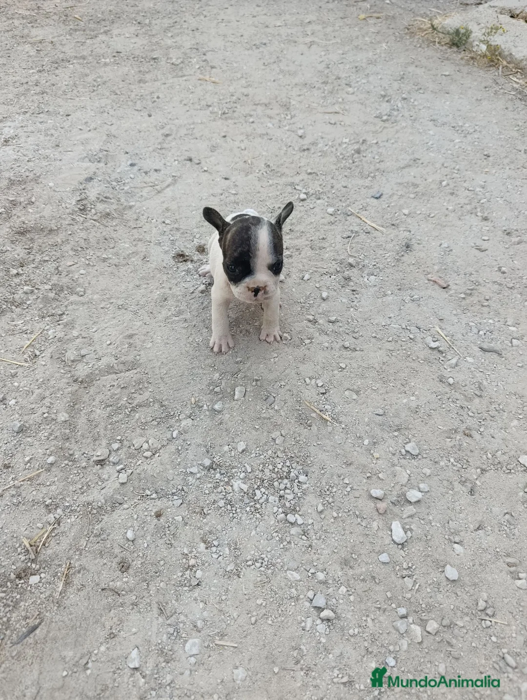 Bulldog Francés perros en venta: Bulldog francés  - Anuncio 1