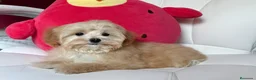 Maltipoo perros en venta: Maltipoo - Anuncio 5