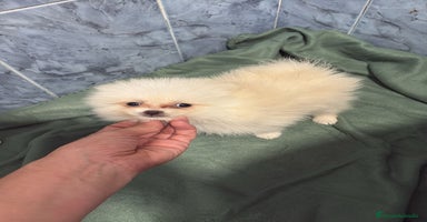 Pomerania perros - Anuncio 6