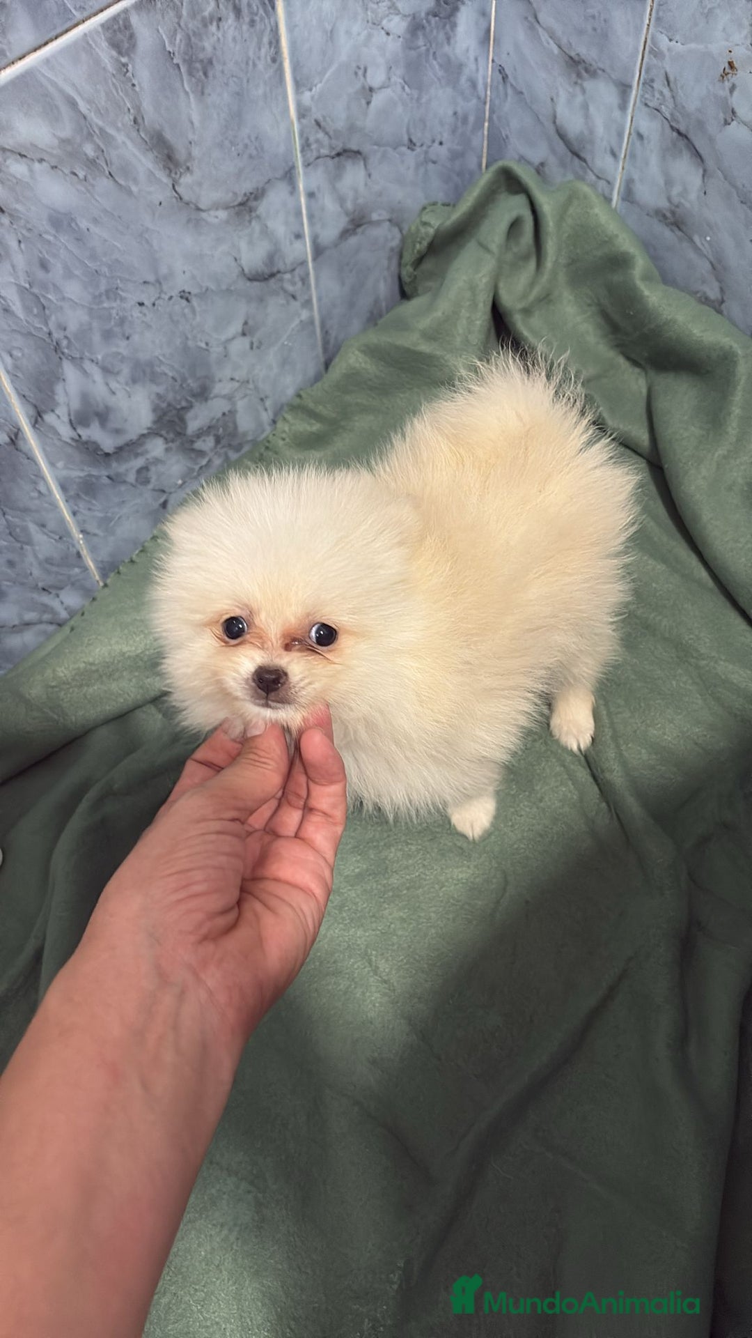 Pomerania perros en venta: Lulu pomerania mini toy  - Imagen 2
