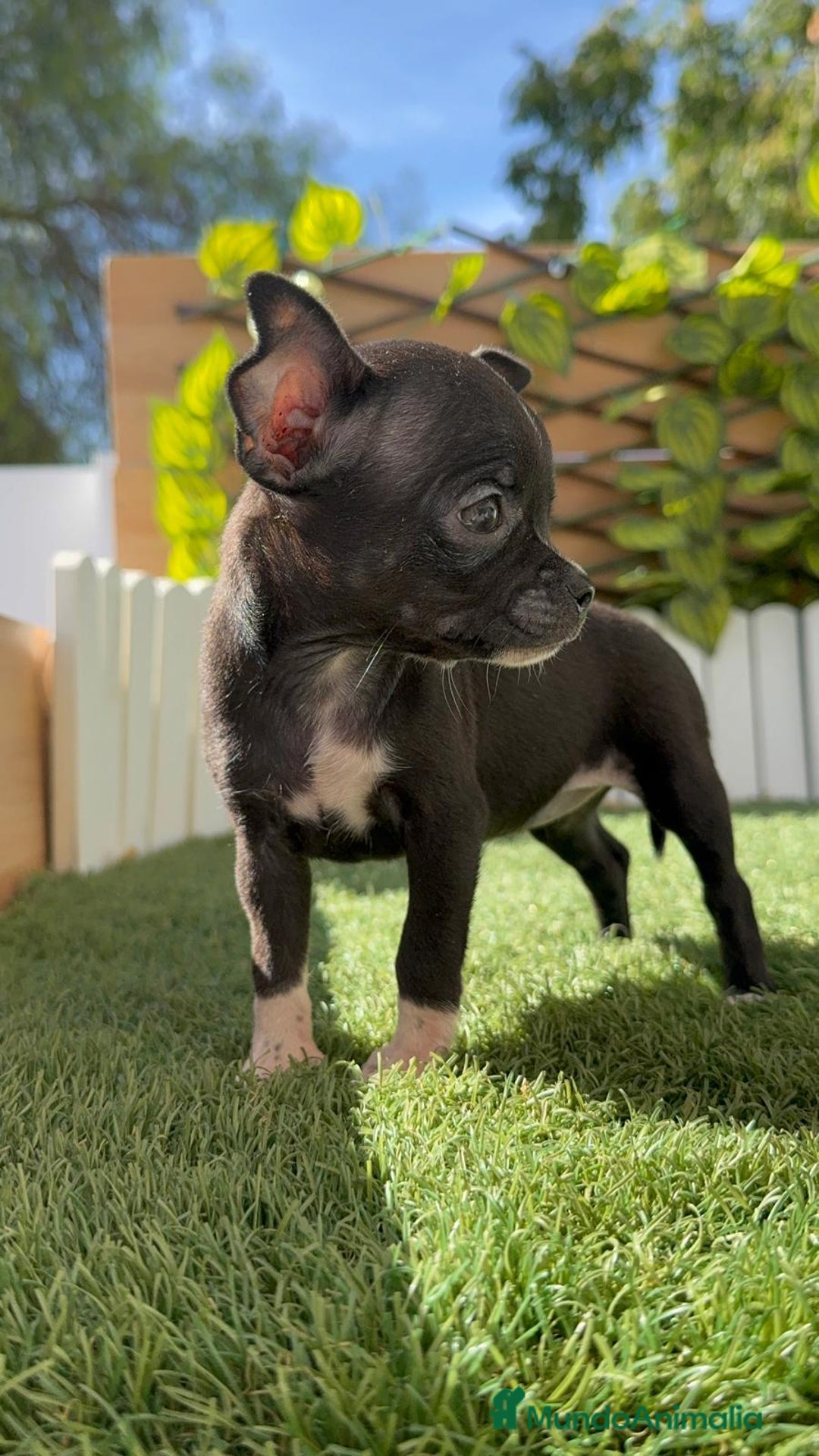Chihuahua perros en venta: CHIHUAHUA HEMBRA - Imagen 9