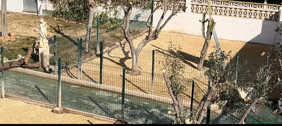 Pinscher Alemán perros en venta: Benidorm Todos los servicios para tu mascota  en Alicante - Anuncio 28