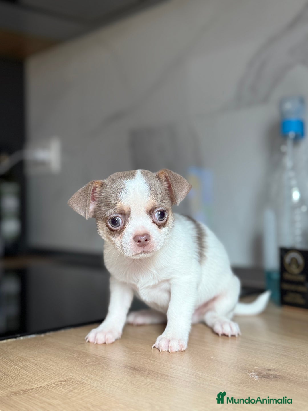 Chihuahua perros en venta: Chihuahuas estándar ojos azules  - Anuncio 4