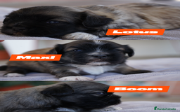 Maltipoo perros en venta: 🐾 Lotus, Maxi y Boom – Maltipoo miniatura 🐾 - Imagen 2