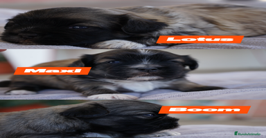 Maltipoo perros - Anuncio 2