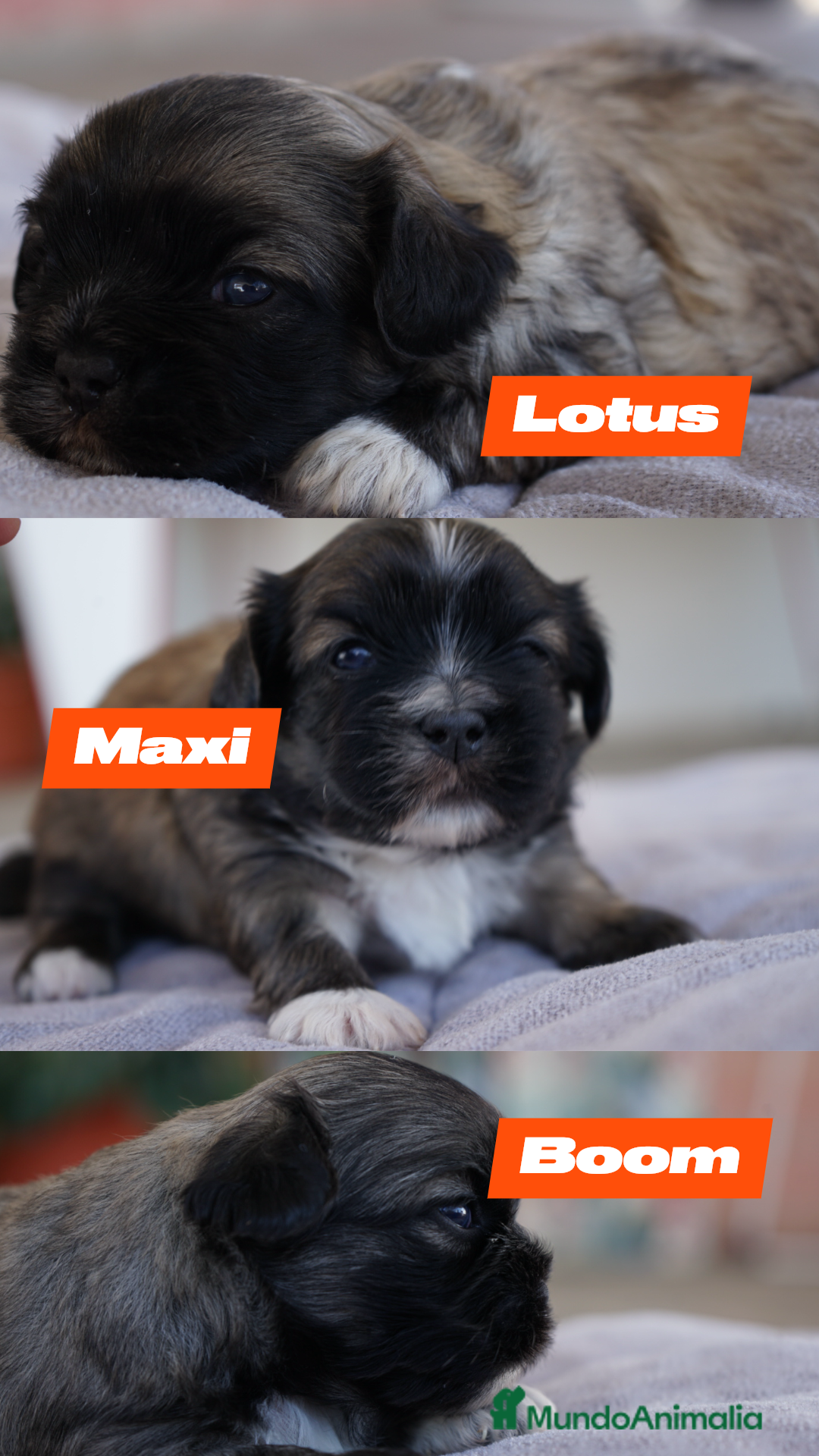 Maltipoo perros en venta: 🐾 Lotus, Maxi y Boom – Maltipoo miniatura 🐾 - Imagen 2