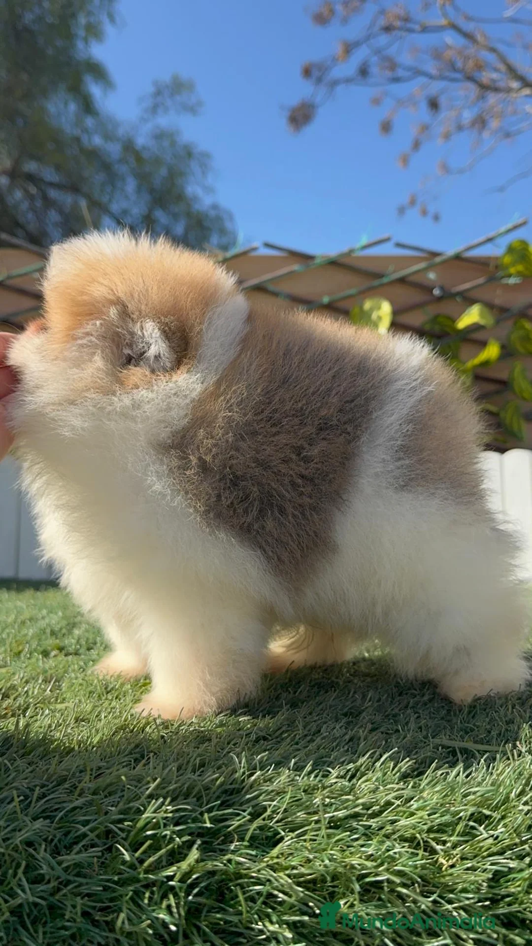 Pomerania perros en venta: POMERANIA - Anuncio 4