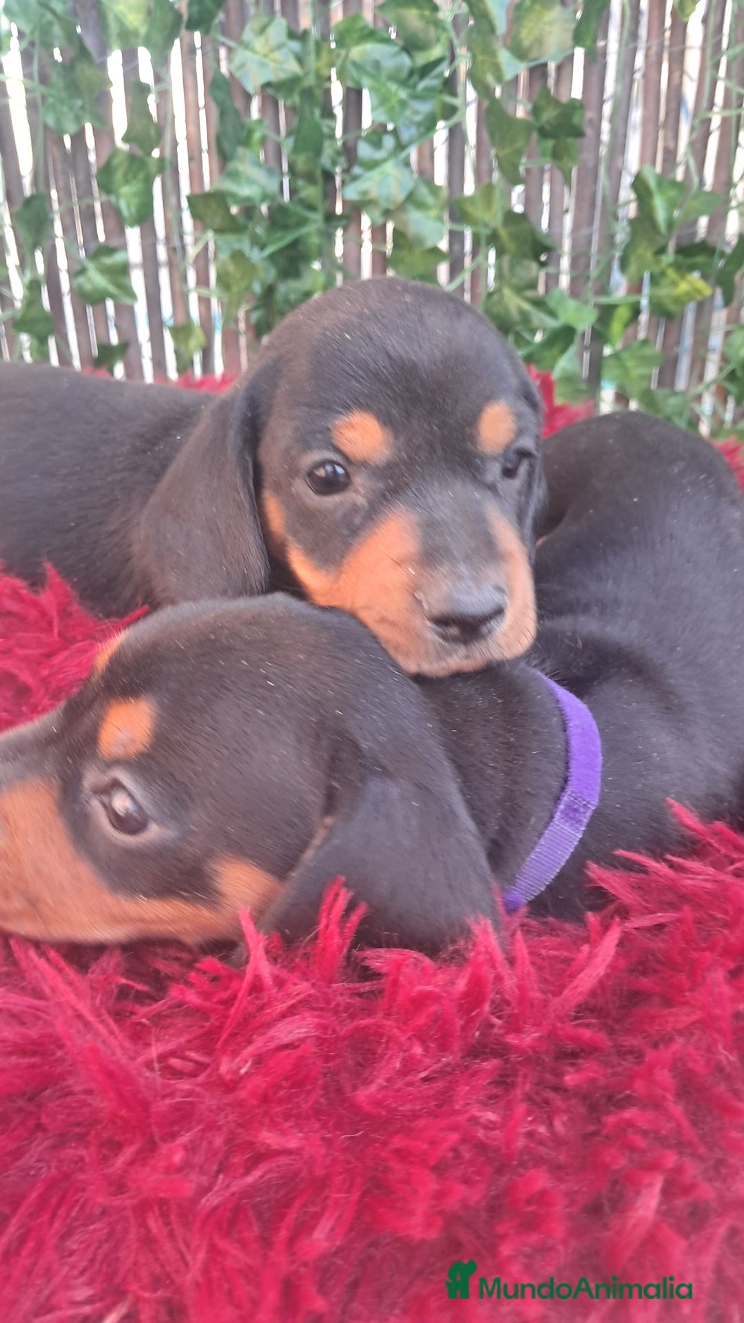 Teckel Miniatura perros en venta: Bebes Teckel mini ( perro salchicha) - Imagen 1