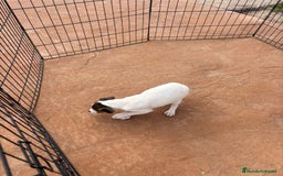 Jack Russell Terrier perros en venta: Jack Russell última hembra  - Anuncio 2