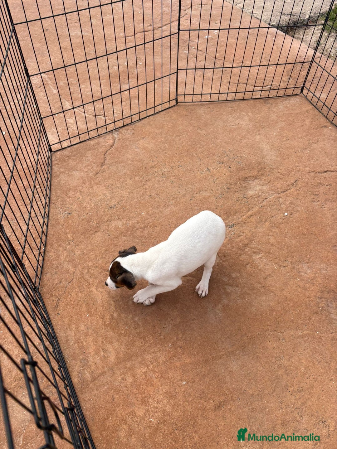 Jack Russell Terrier perros en venta: Jack Russell última hembra  - Anuncio 2