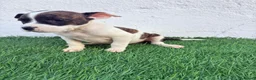 American Staffordshire-Terrier perros en venta: American Stanffordshire terrier - Anuncio 9