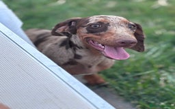 Teckel perros en venta: Excelente camada de Teckel negro y fuego. - Imagen 6