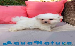 Bichón Maltés perros en venta: Bichon Maltes Macho de Malita AQUANATURA - Imagen 9