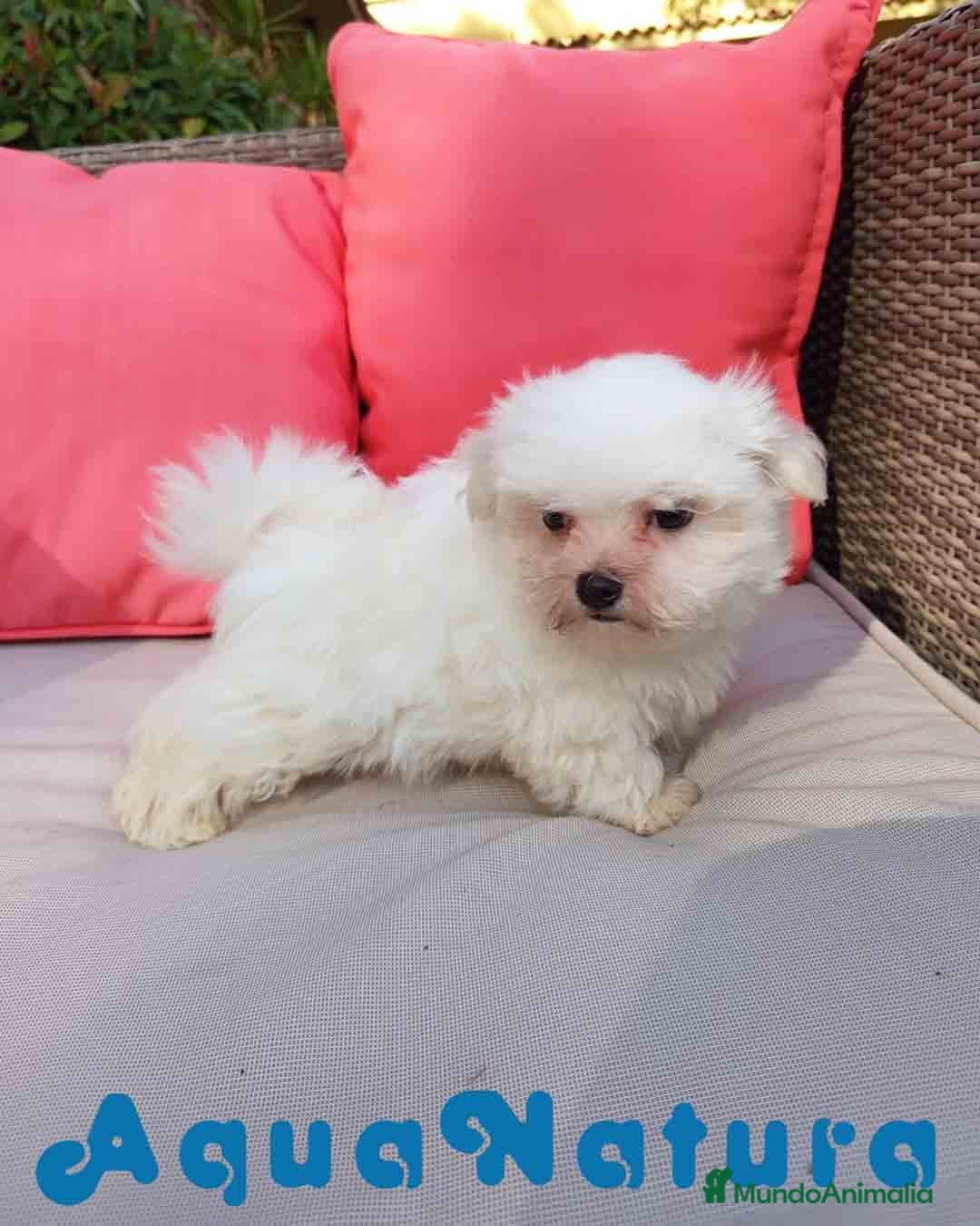 Bichón Maltés perros en venta: Bichon Maltes Macho de Malita AQUANATURA - Anuncio 9