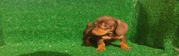 Teckel Miniatura perros en venta: Teckel miniatura  - Anuncio 3
