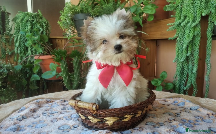 Biewer Yorkshire Terrier a la Pom Pon perros - Propaganda 1