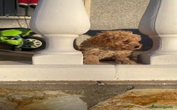 Caniche Toy perros en venta:  caniche toy  - Imagen 1