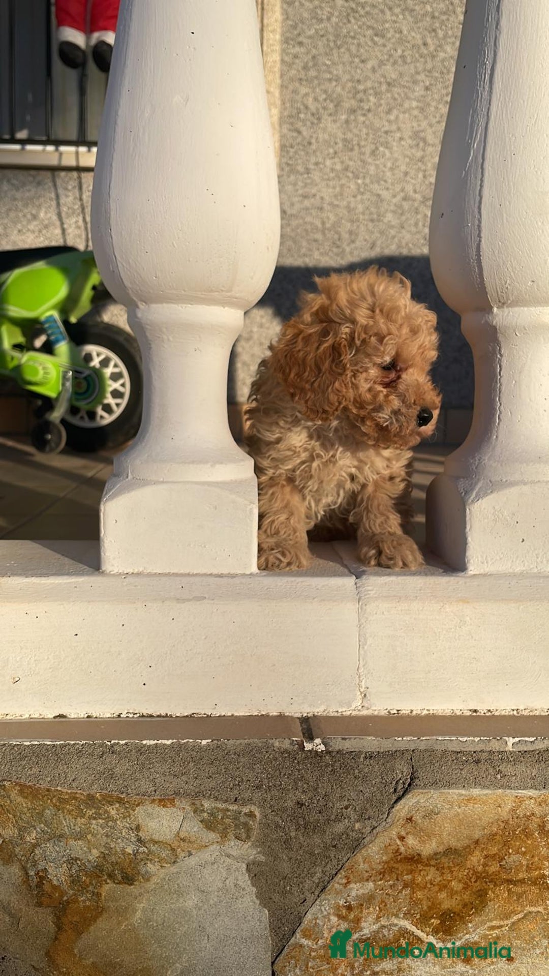 Caniche Toy perros en venta:  caniche toy  - Imagen 1